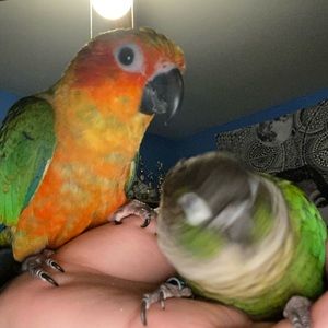 Meet your Posher, Joseph